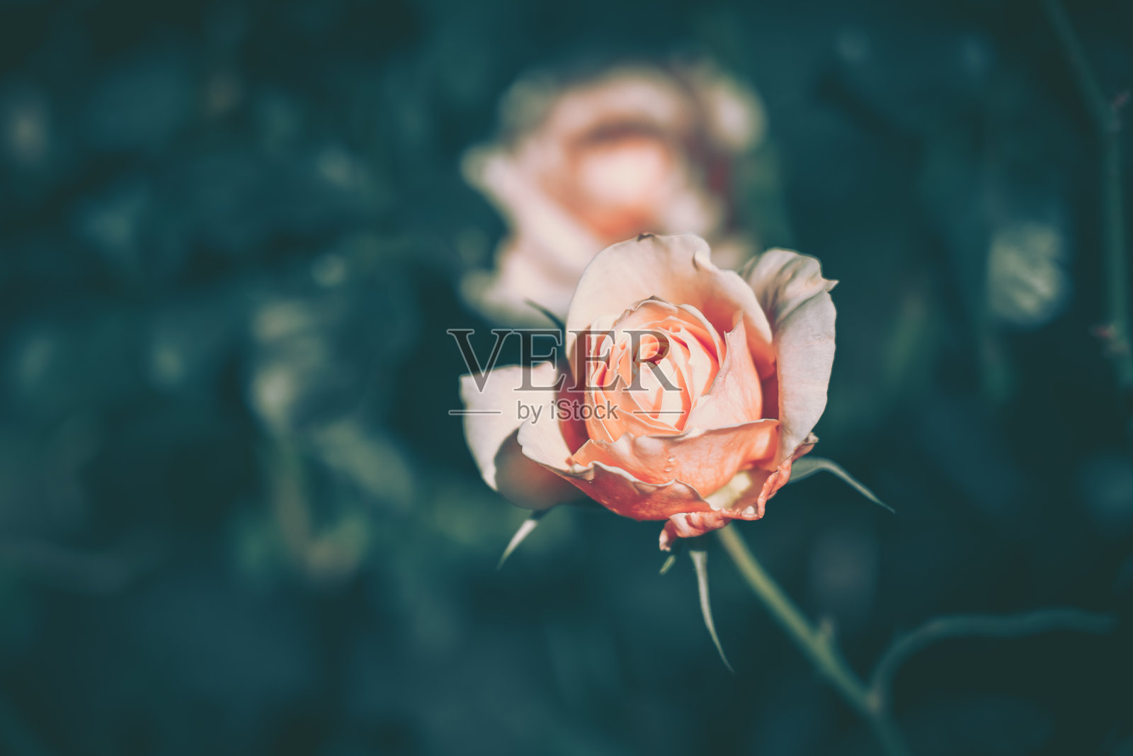 Beautiful Rose on Vintage style;自然背景照片摄影图片