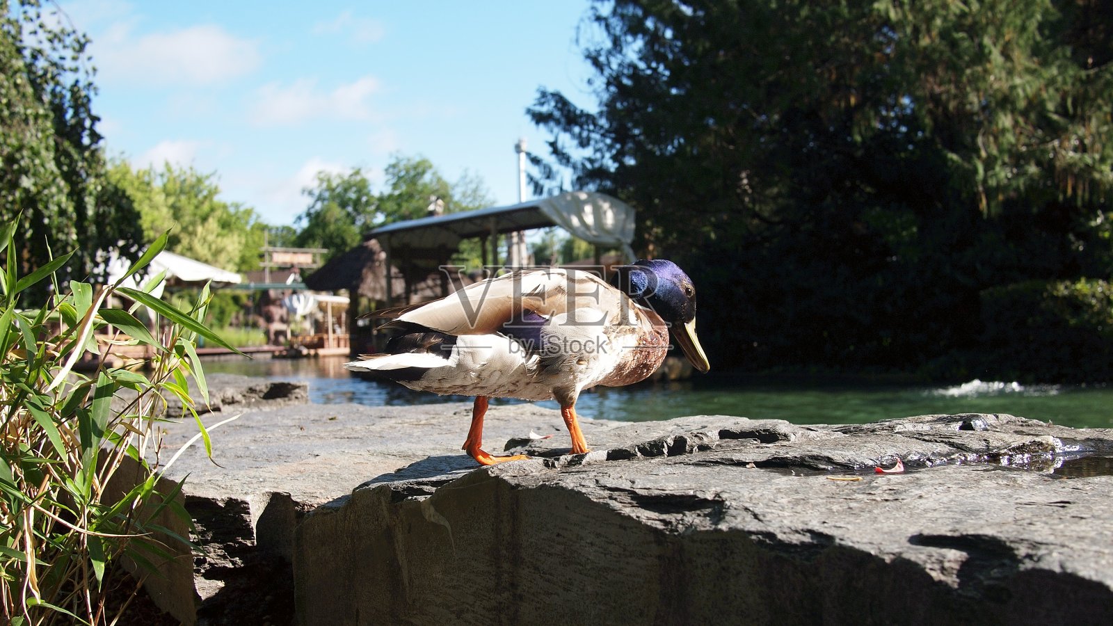 野鸭,雄性(公鸭),德国,欧罗巴公园照片摄影图片