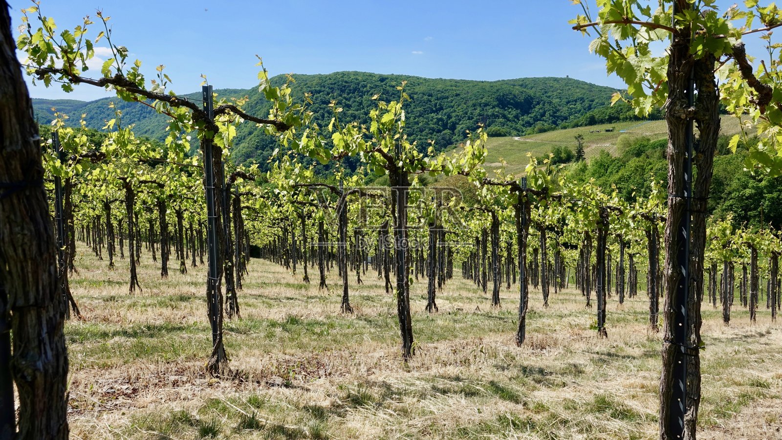 空气河的葡萄园照片摄影图片