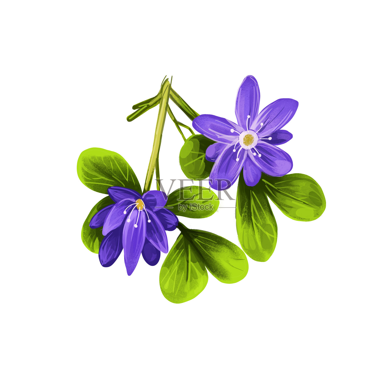 愈创木数字艺术插图孤立在白色。蓝花绿叶。药草有不良反应。番石榴,菱角科开花植物。插画图片素材