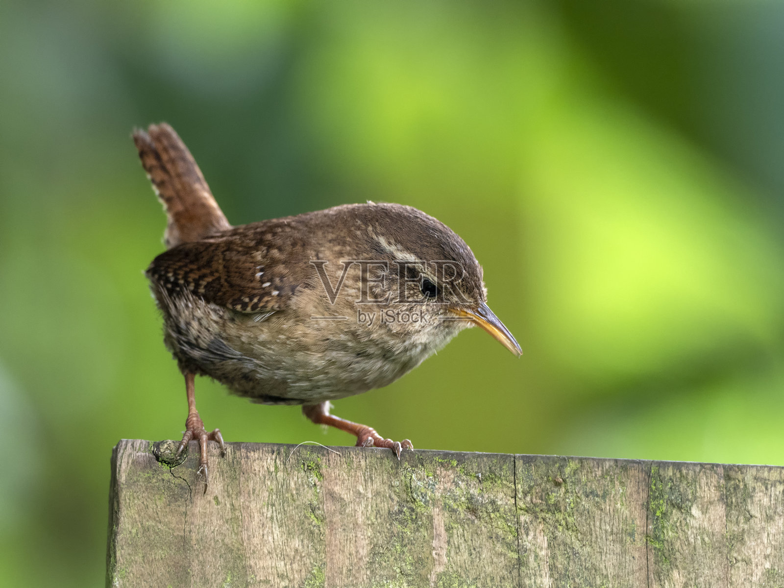 雷恩 (特罗格洛迪特人)照片摄影图片