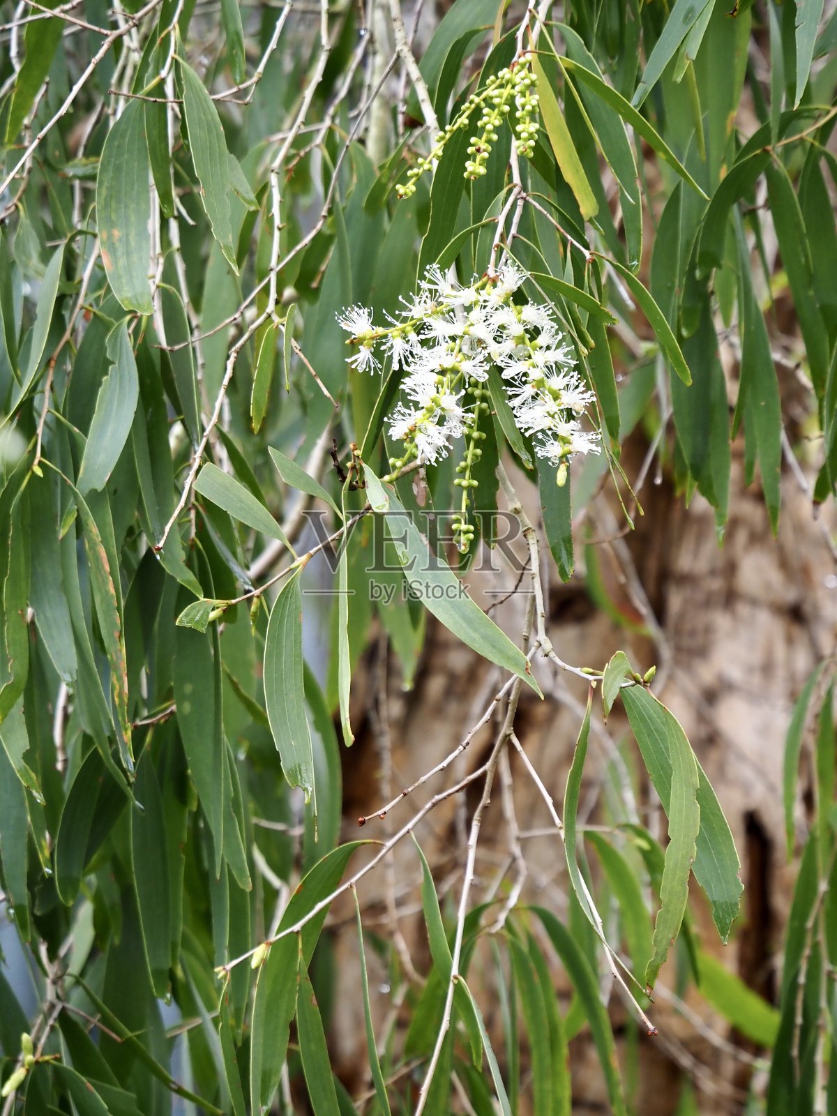 白千层属灌木树开花照片摄影图片