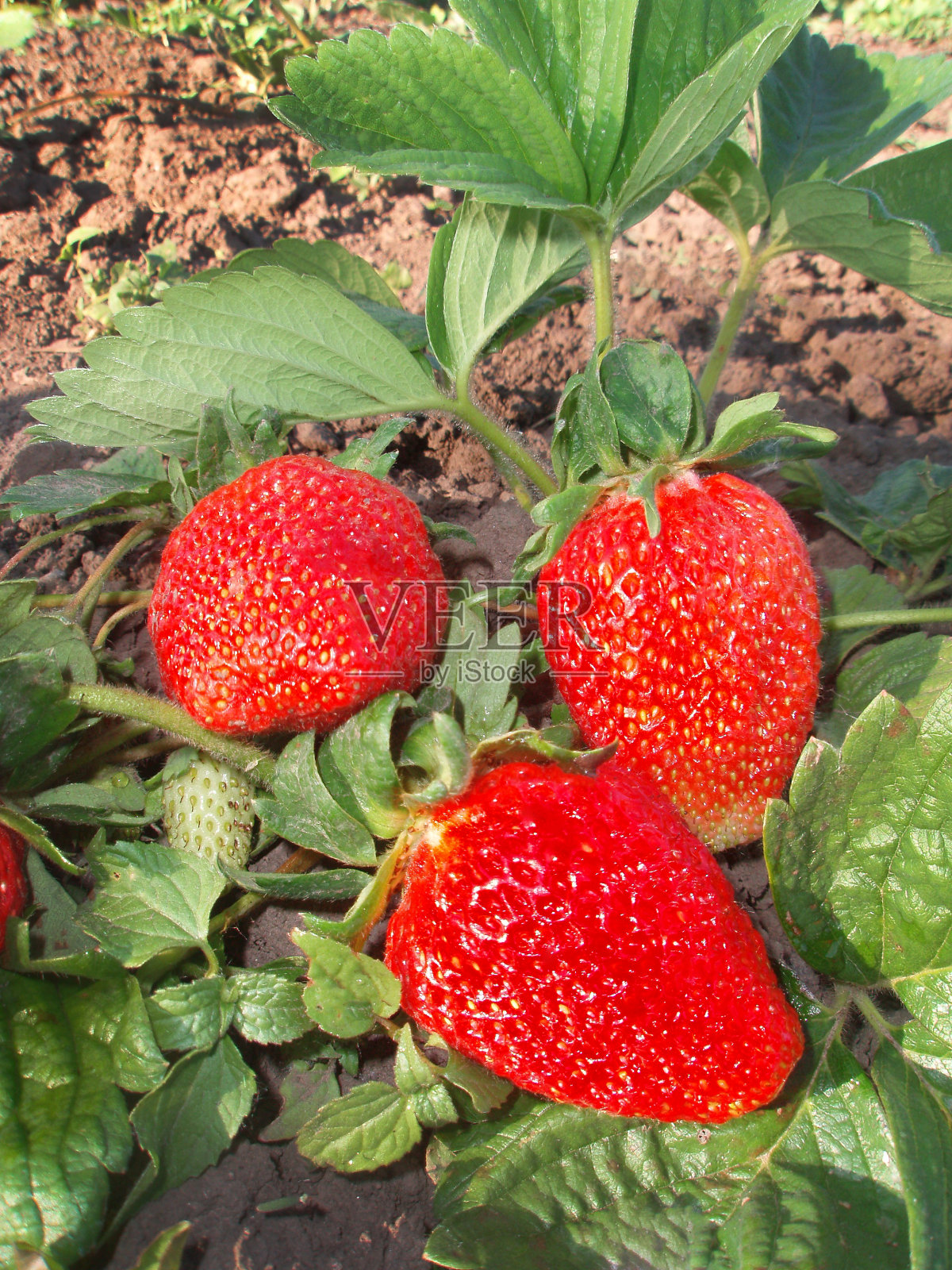 新鲜草莓从农场。田里生长的草莓果实。照片摄影图片