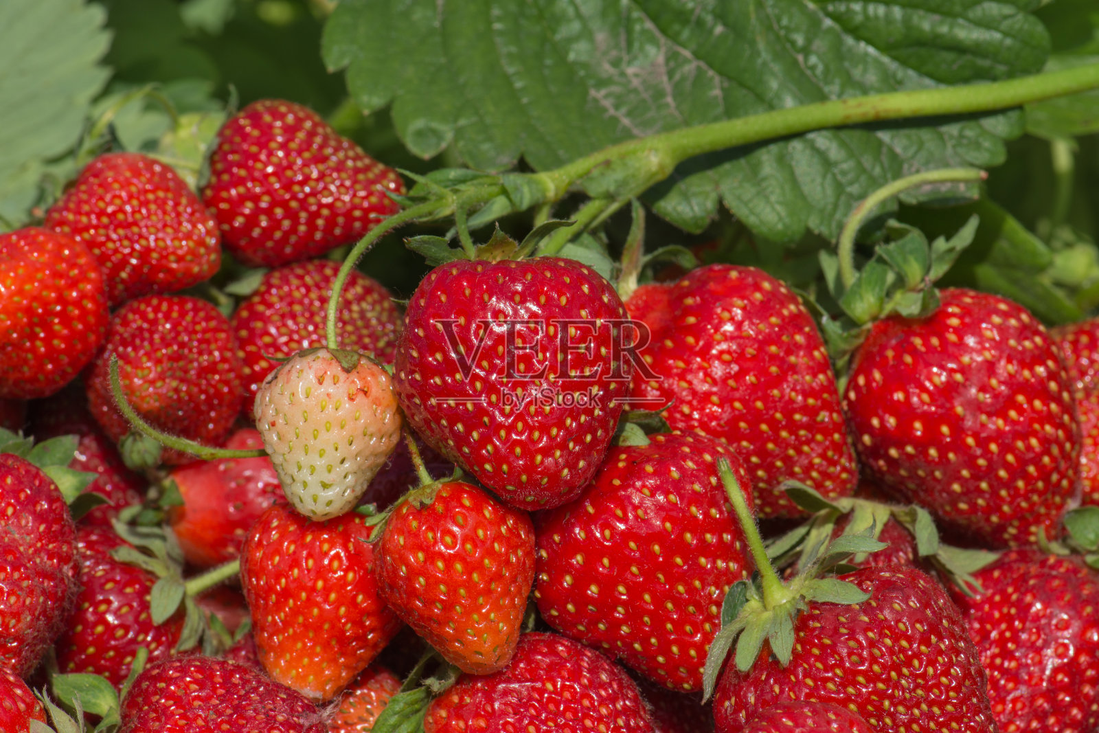 木制的盒子,旁边有红色的草莓照片摄影图片