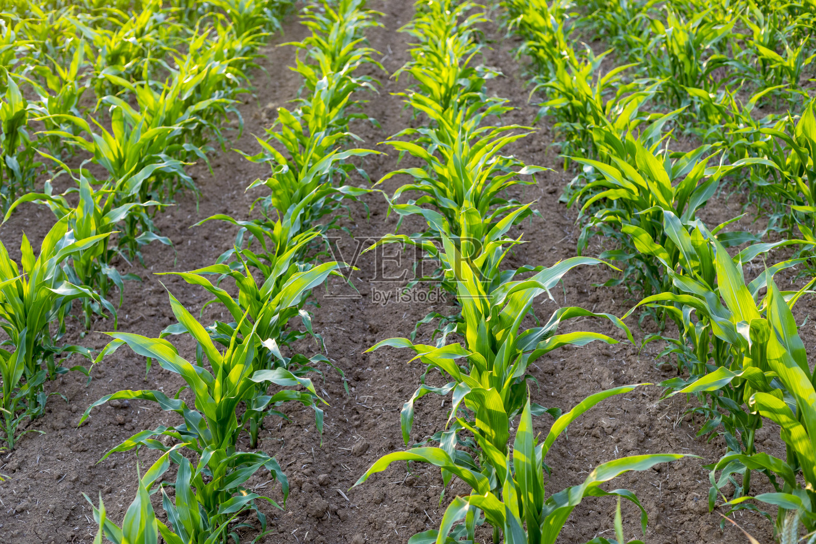 玉米田照片摄影图片