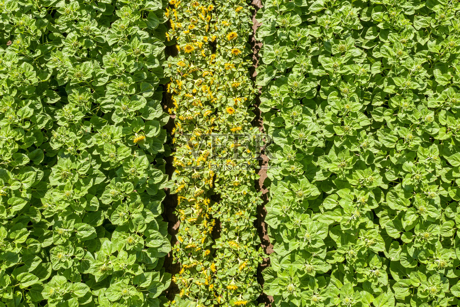 鸟瞰图的向日葵田照片摄影图片