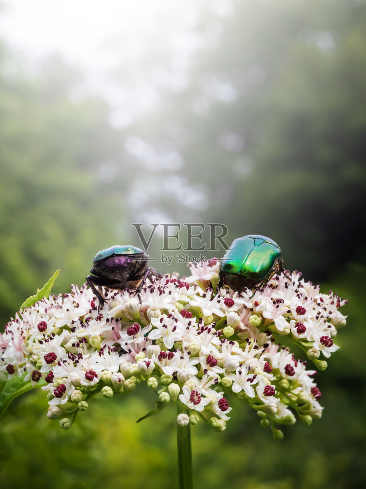 金毛角甲虫(Cetonia aurata, L. 1758)是金龟子科的一种甲虫。照片摄影图片