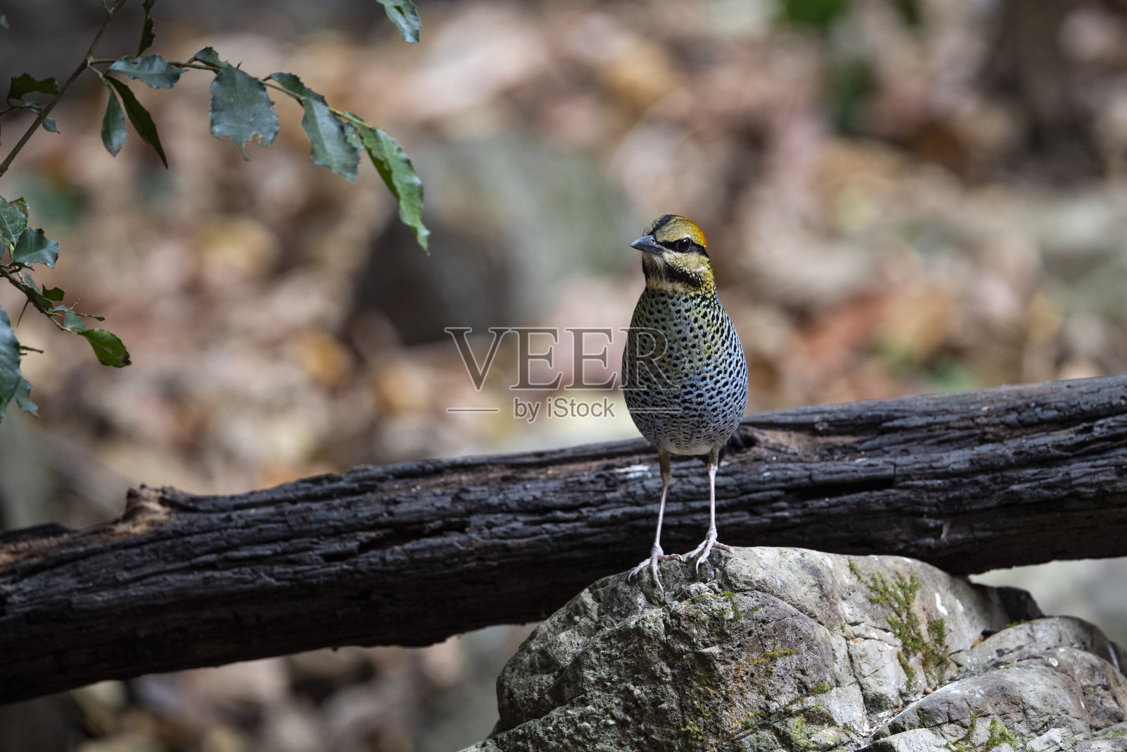 蓝色皮塔照片摄影图片