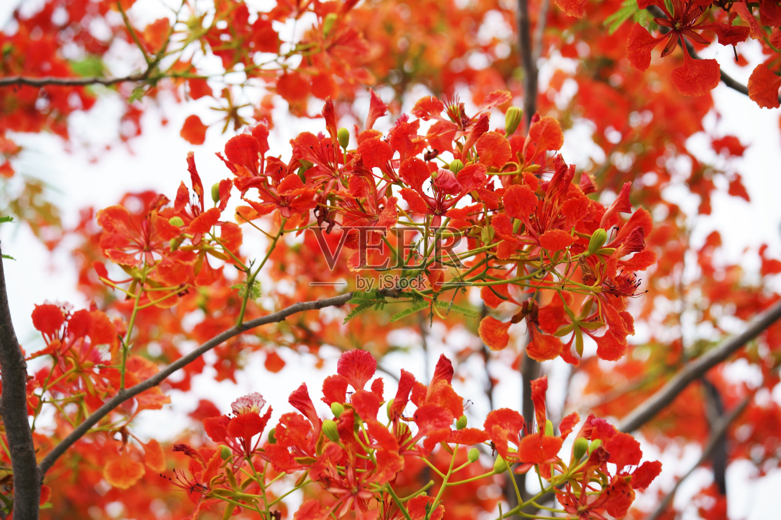 橙花孔雀照片摄影图片