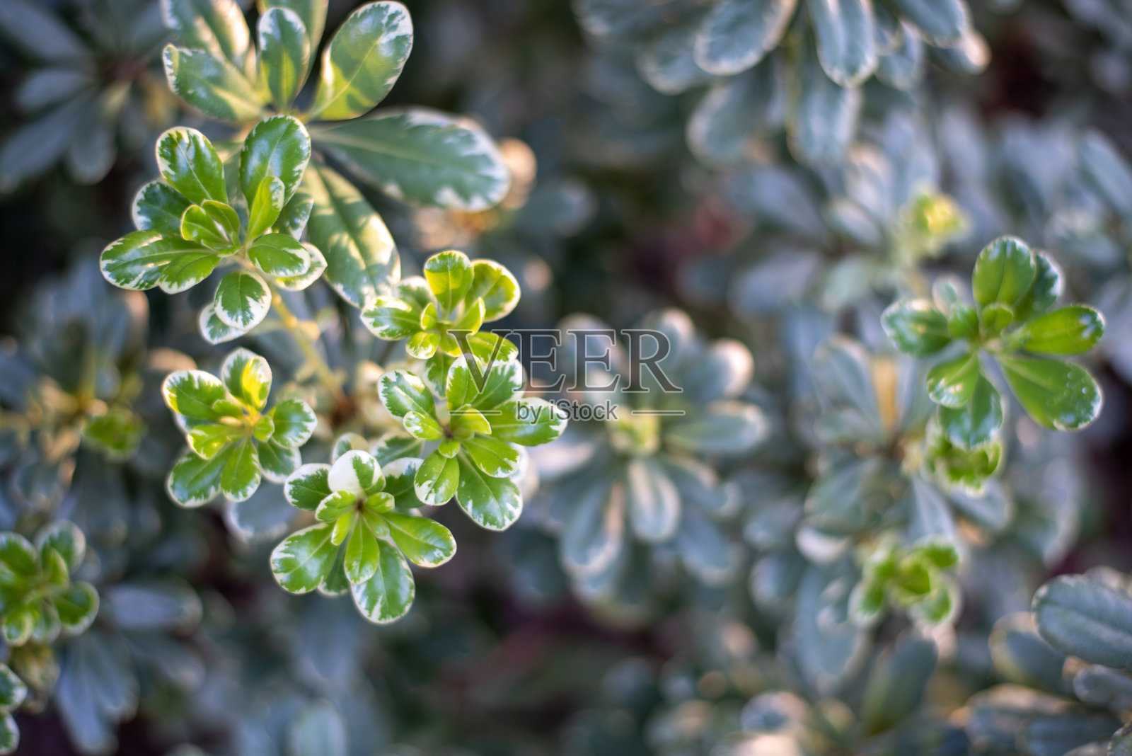 斑叶海桐照片摄影图片