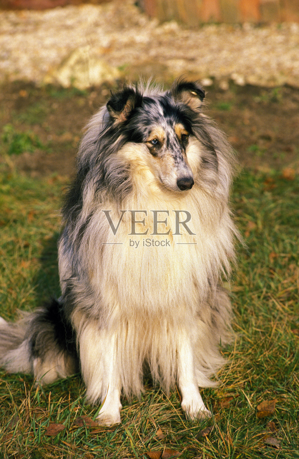 牧羊犬,成年坐在草地上照片摄影图片