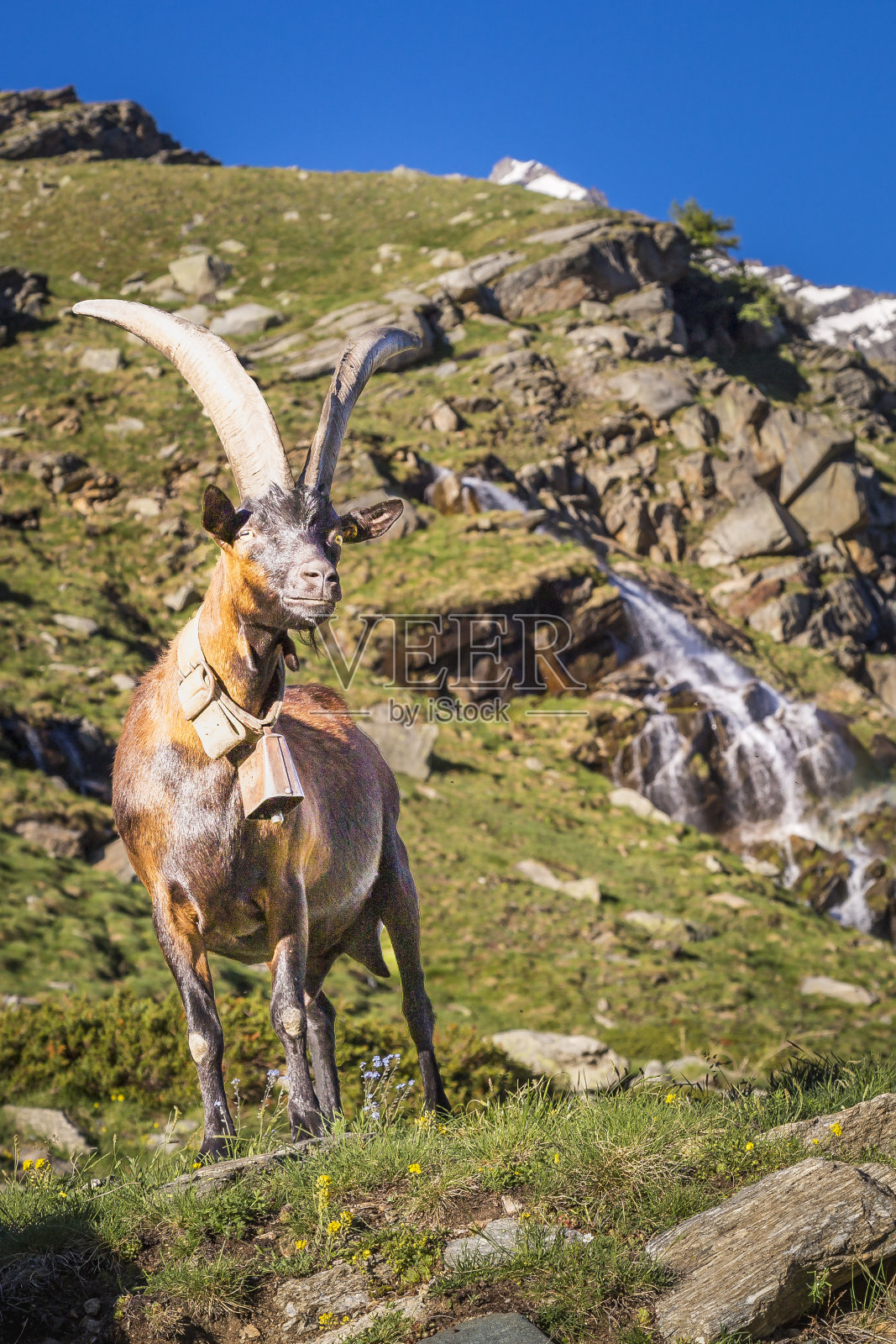 阿尔卑斯山山羊和瀑布在戏剧性的意大利阿尔卑斯山景观-大天堂,意大利照片摄影图片