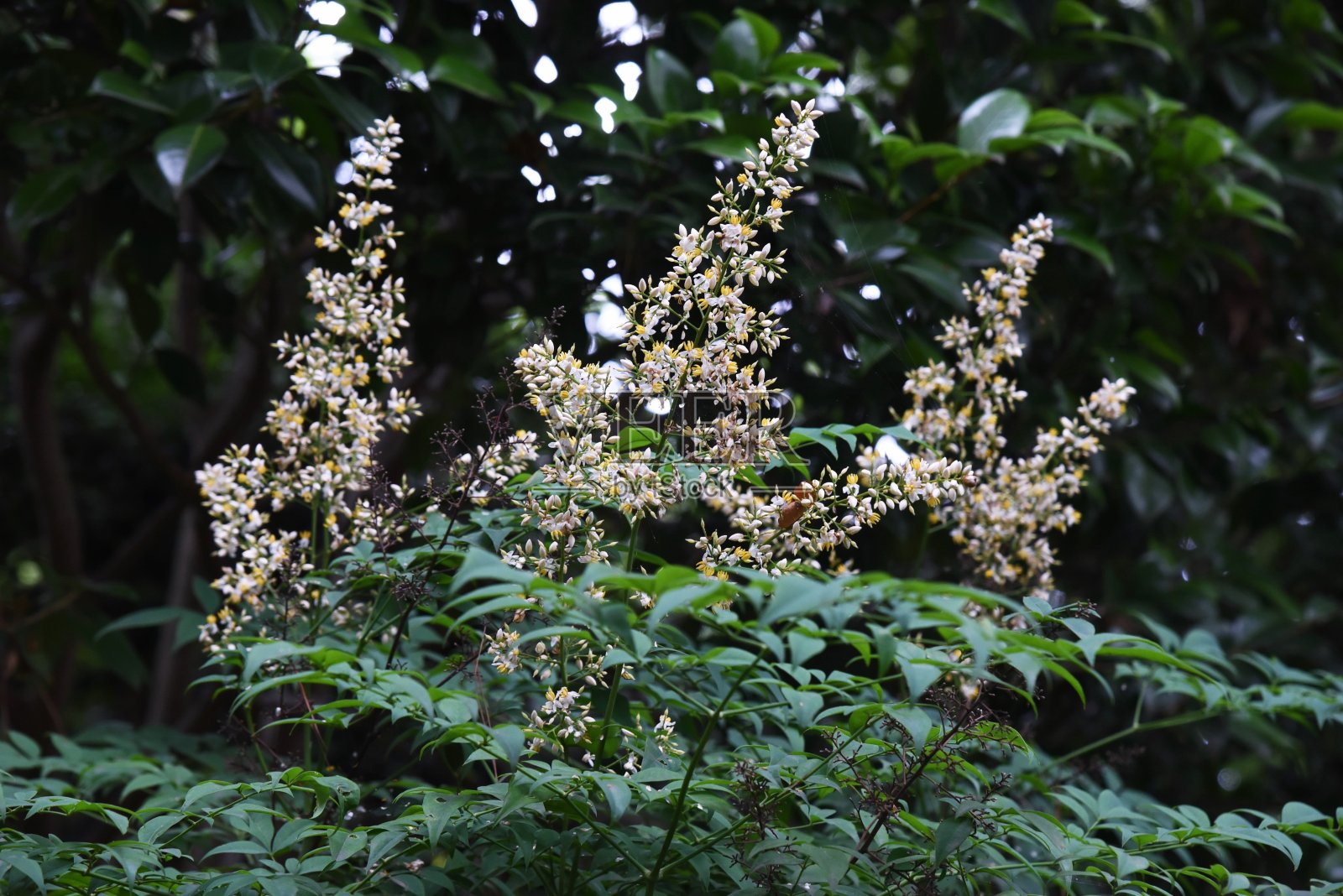 天上的竹花照片摄影图片