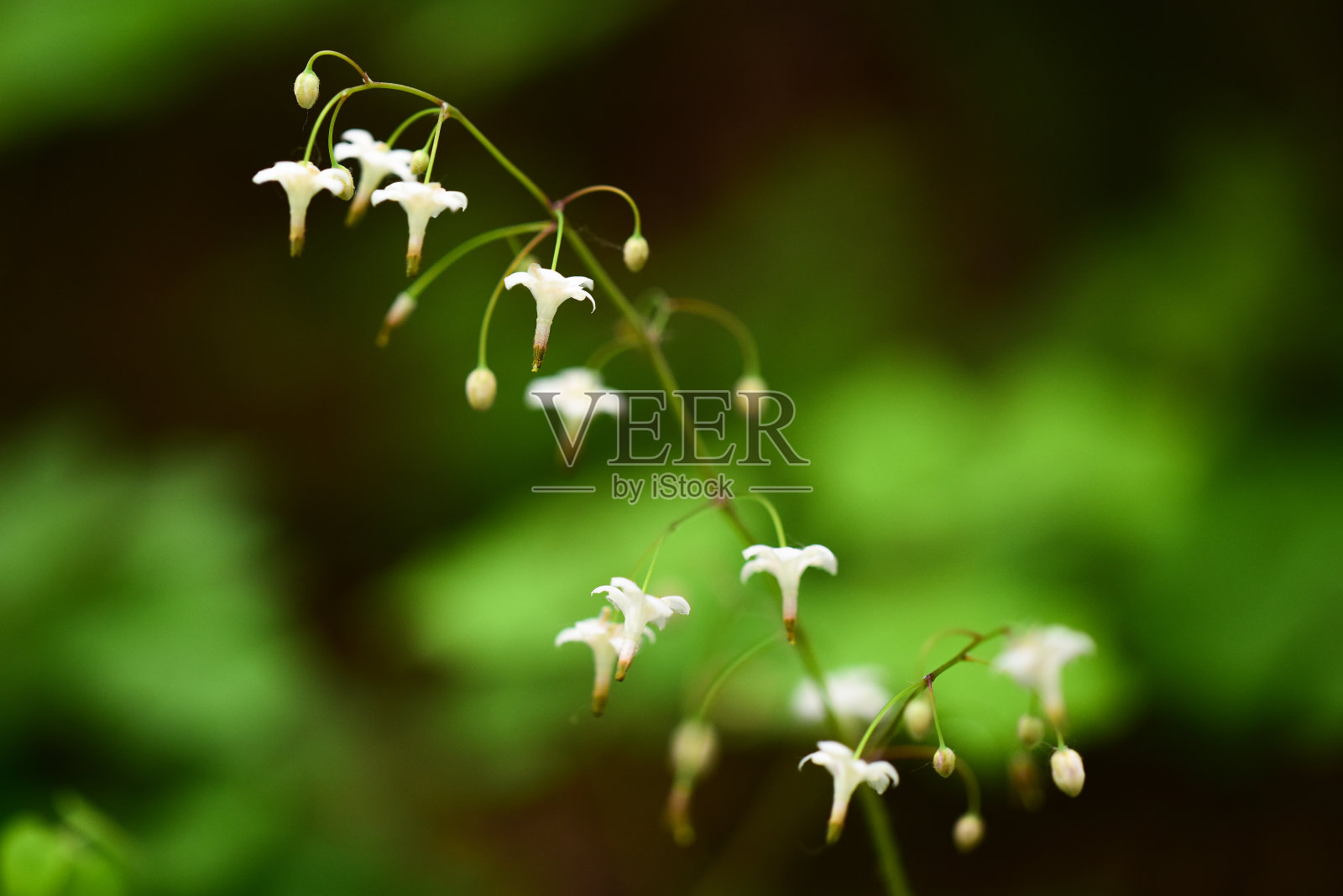 春天的植物照片摄影图片