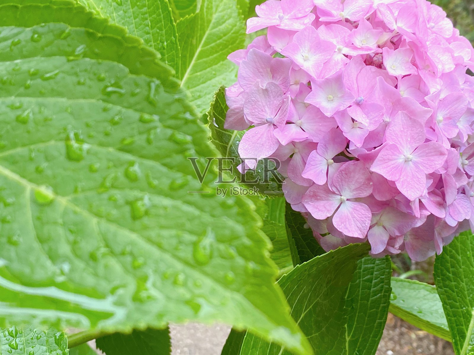 绣球花照片摄影图片