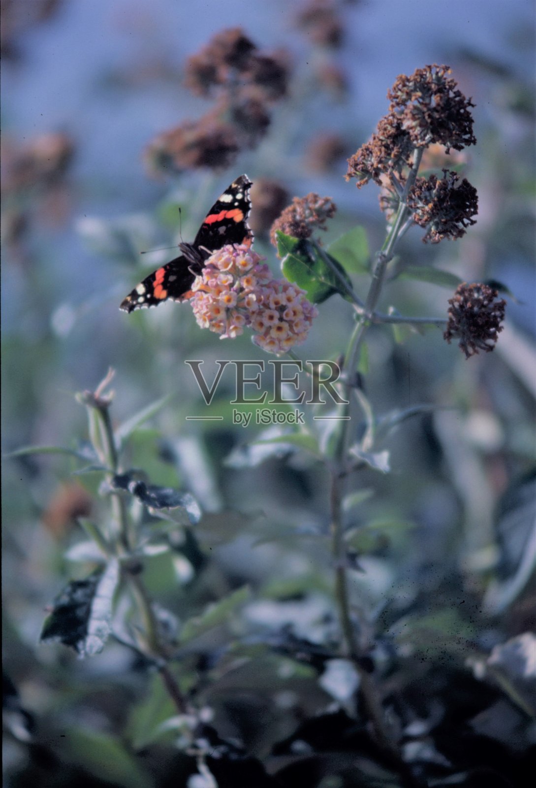 蝴蝶在花照片摄影图片