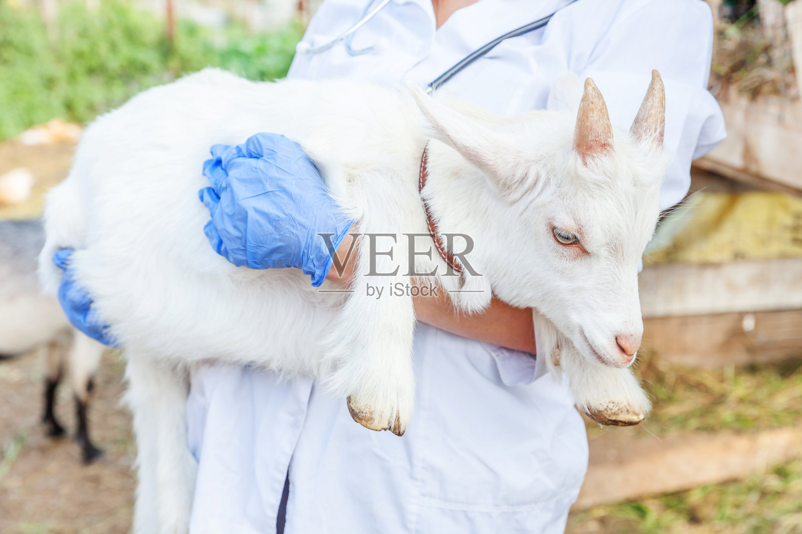 年轻的兽医妇女与听诊器持有和检查山羊山羊在牧场的背景。在自然生态农场,用兽医的手检查小山羊。关爱动物、生态养殖理念照片摄影图片