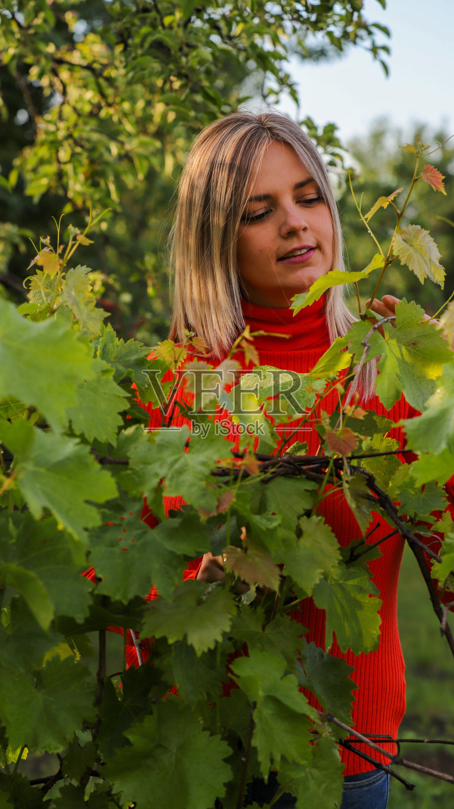 美丽的女孩检查葡萄和葡萄的收成照片摄影图片