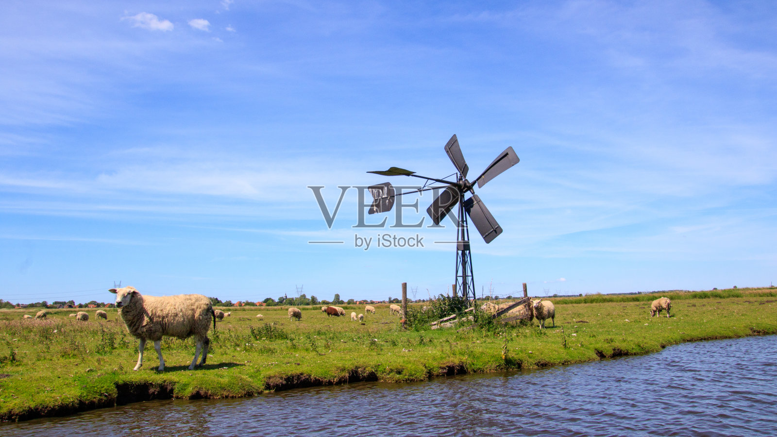 荷兰的风景有蓝天、绵羊和经典的风车照片摄影图片