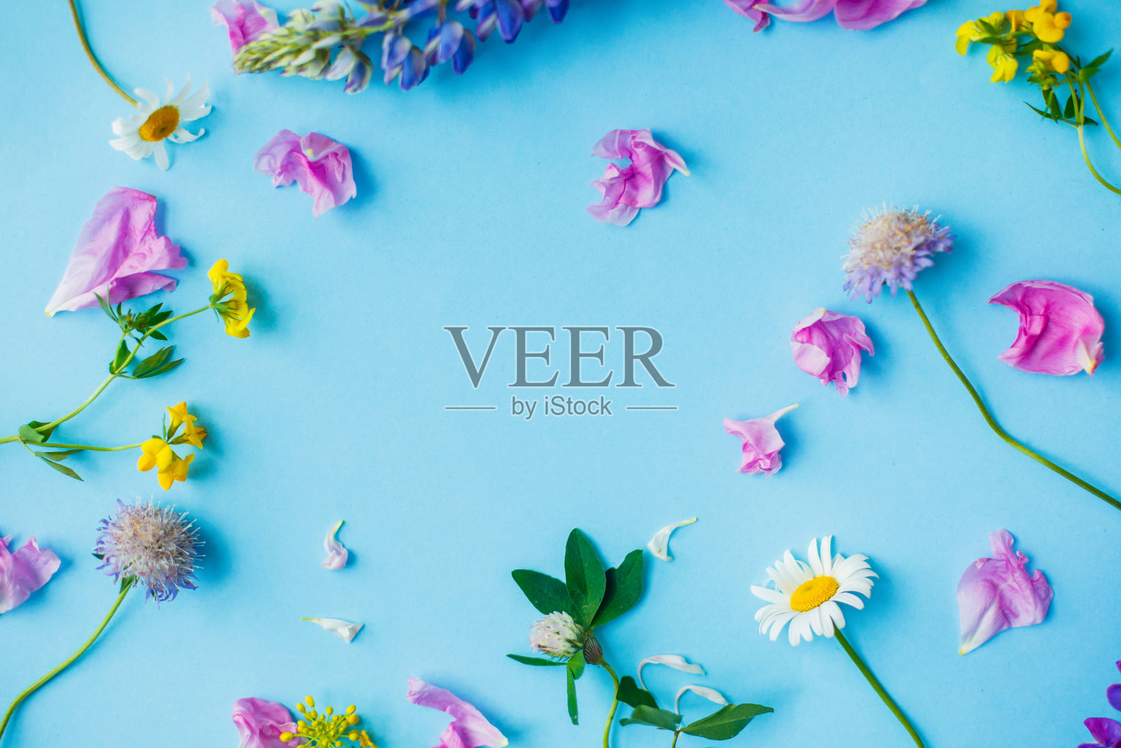 夏日的野花和花瓣在蓝色的背景上平铺着。色彩鲜艳的花朵俯视图。你好,夏天的概念照片摄影图片