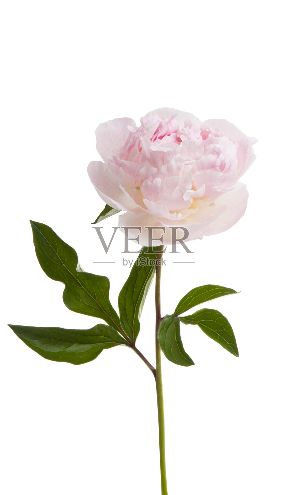 牡丹花朵孤立照片摄影图片