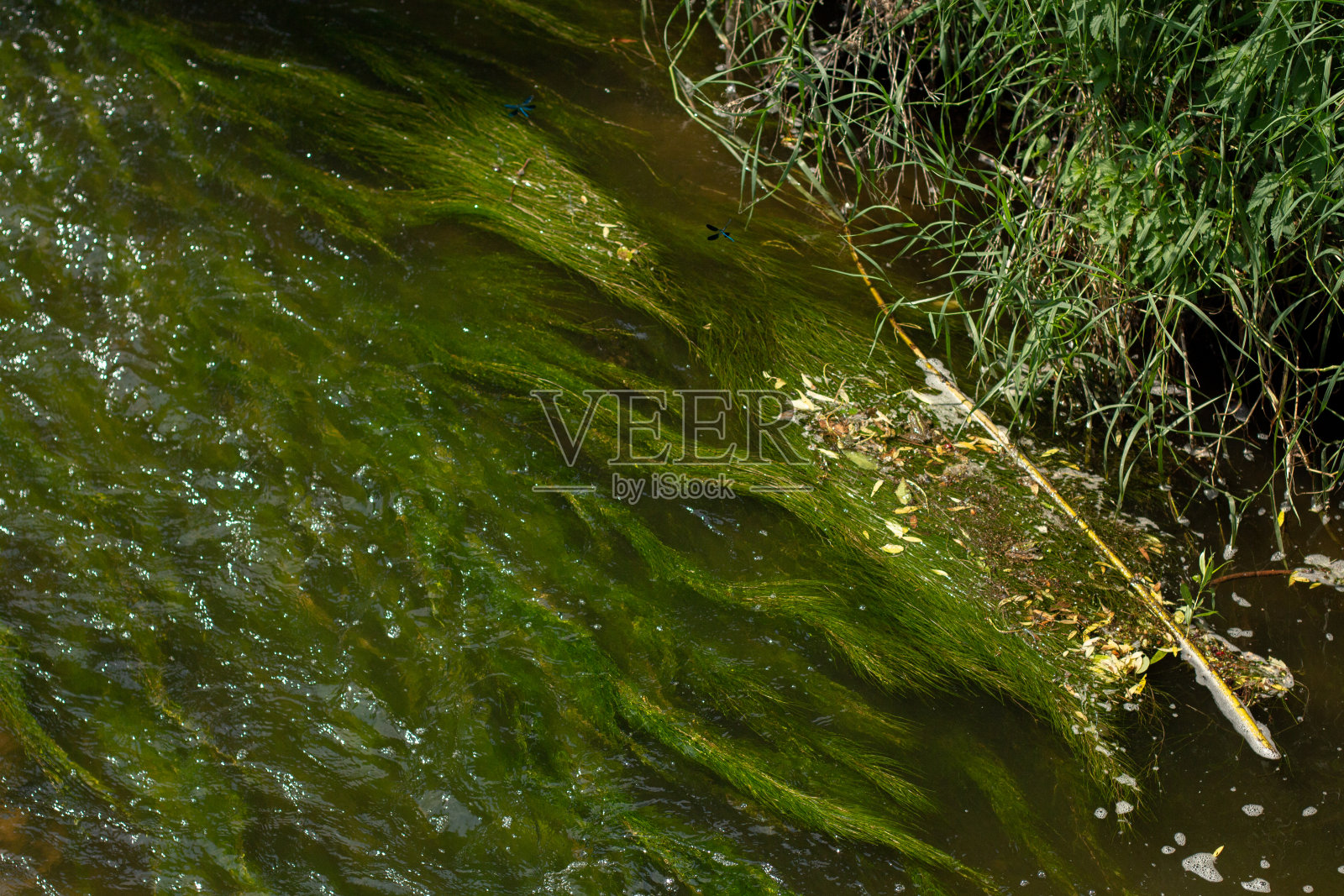 夏天河里有海藻照片摄影图片