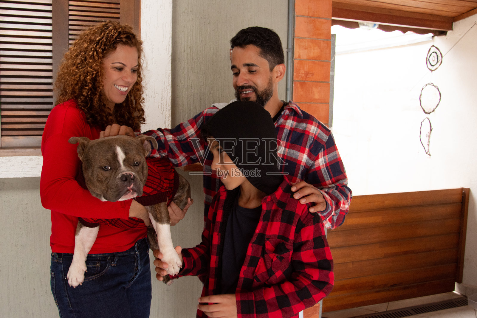 家人在家里玩牛头犬照片摄影图片