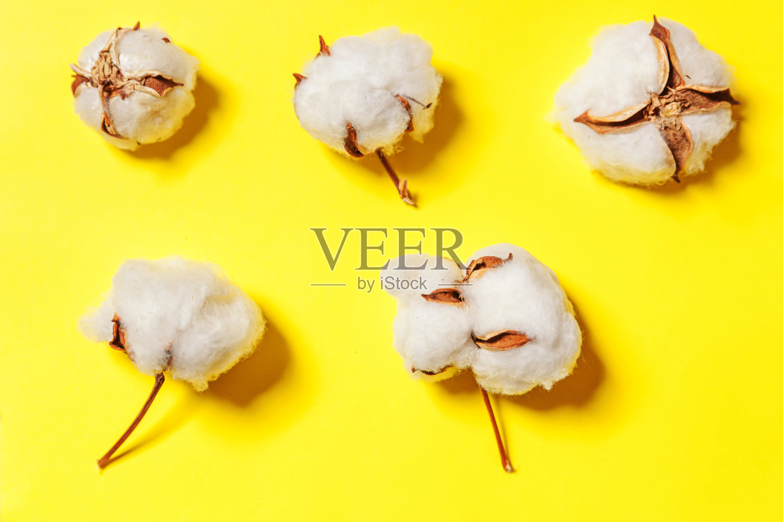 简单的最小设计与白色棉花花孤立在黄色彩色背景。织物织物柔软,天然有机农场过敏概念照片摄影图片