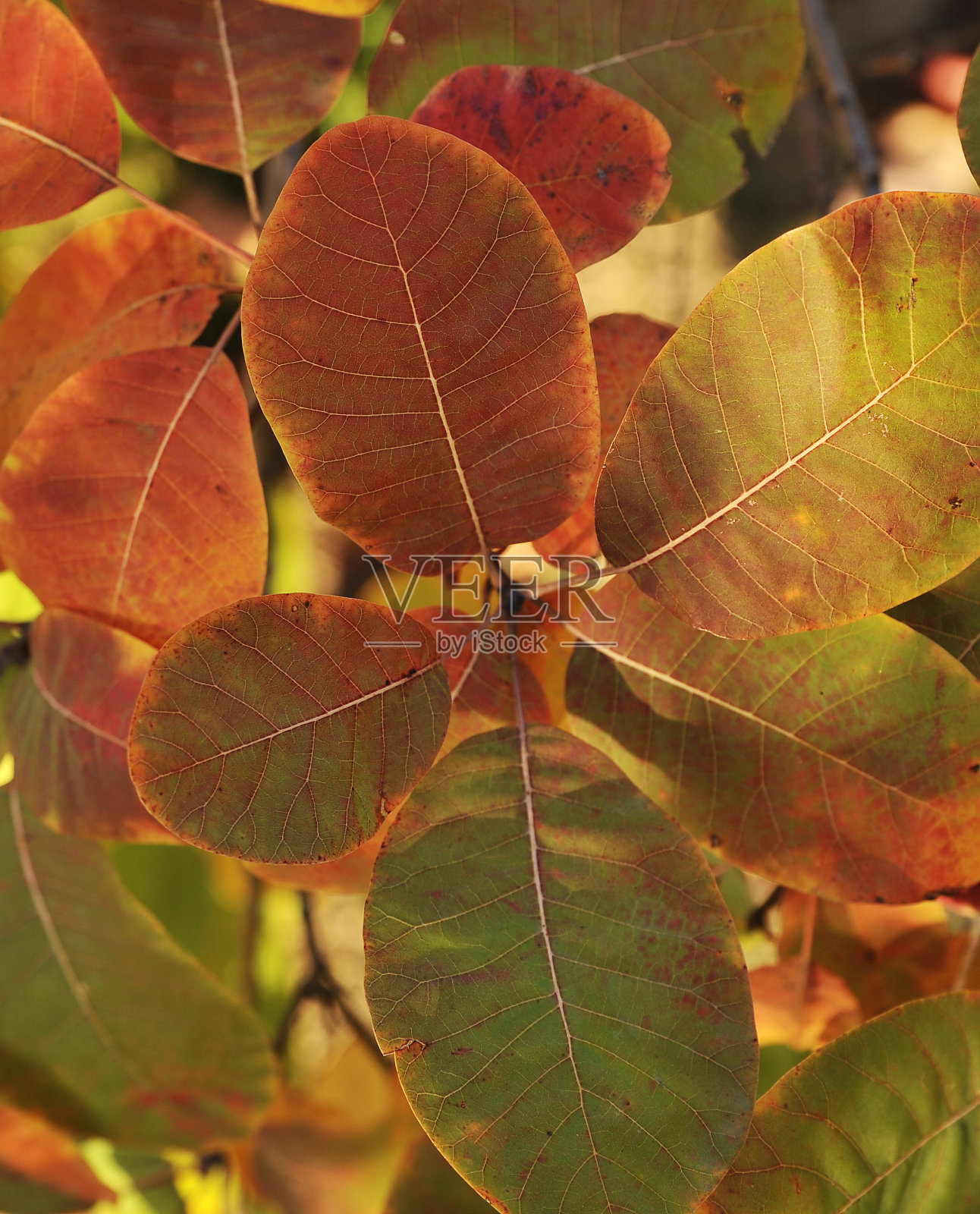 背景上的秋叶。照片摄影图片