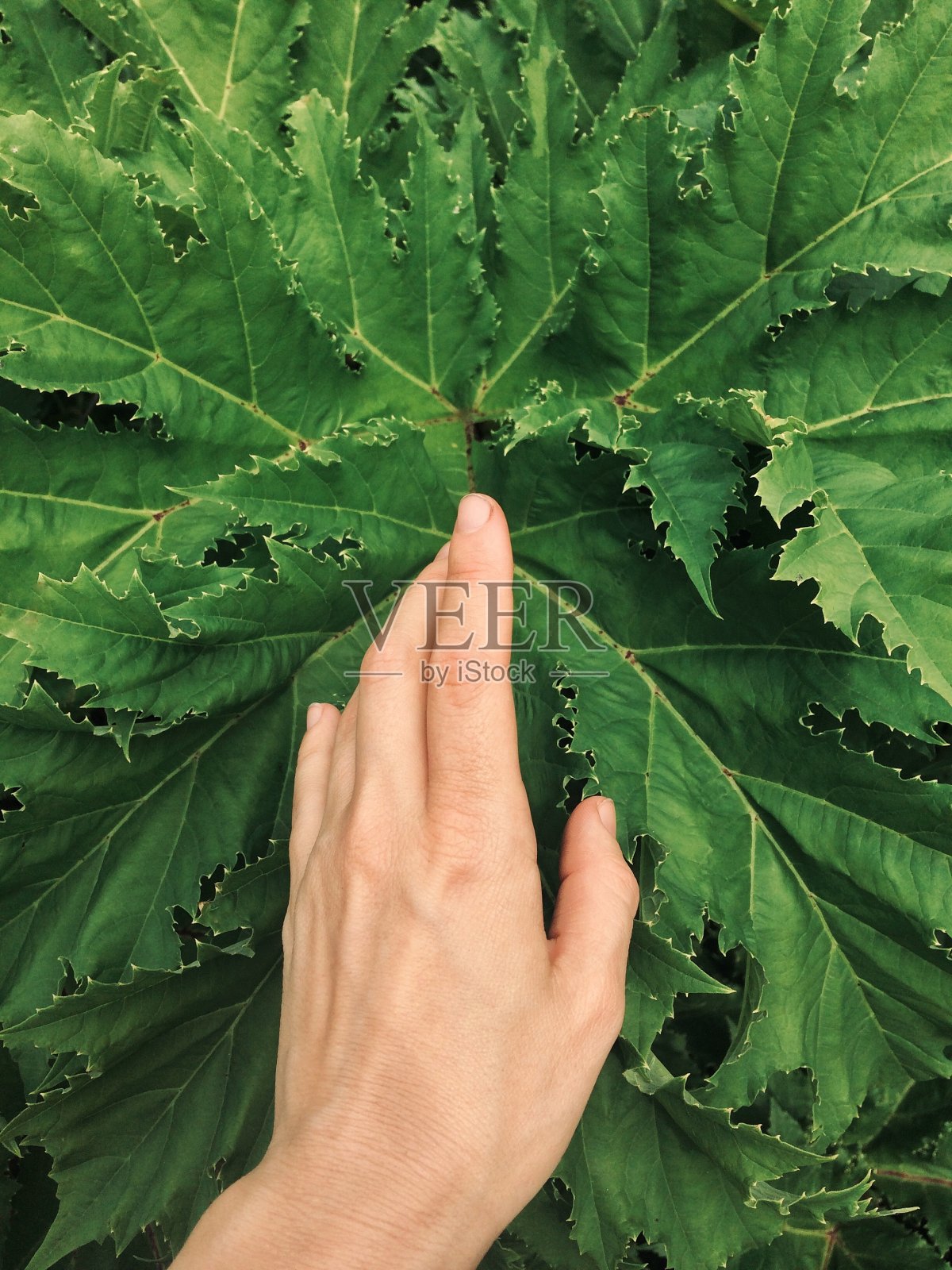 绿色背景上女孩的手。照片摄影图片