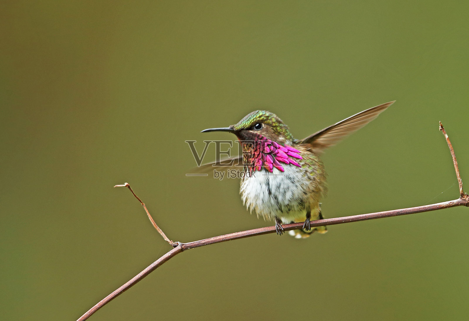 Wine-throated蜂鸟照片摄影图片