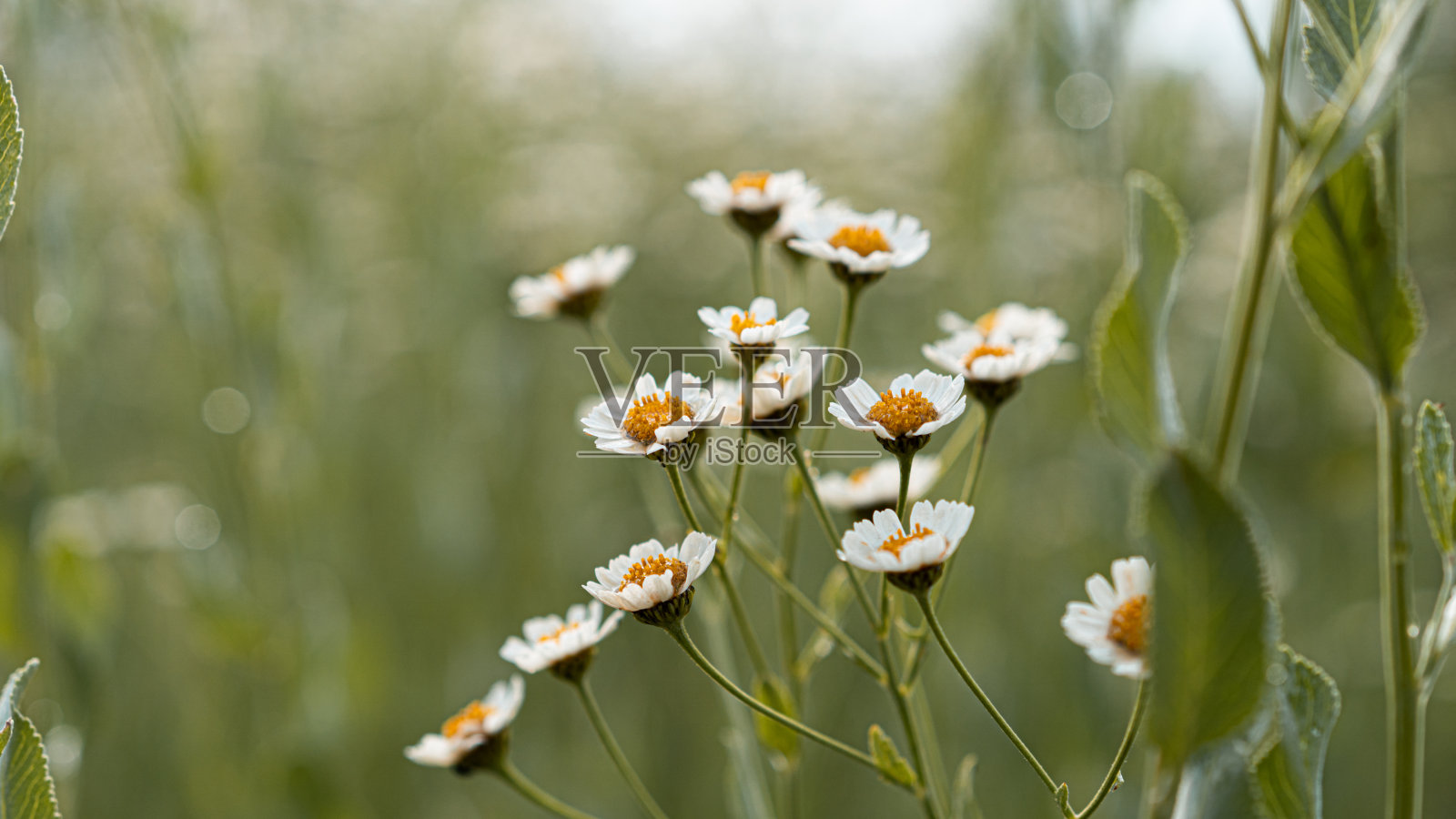 在植物园的绿色草地上有黄色中心的田野甘菊照片摄影图片