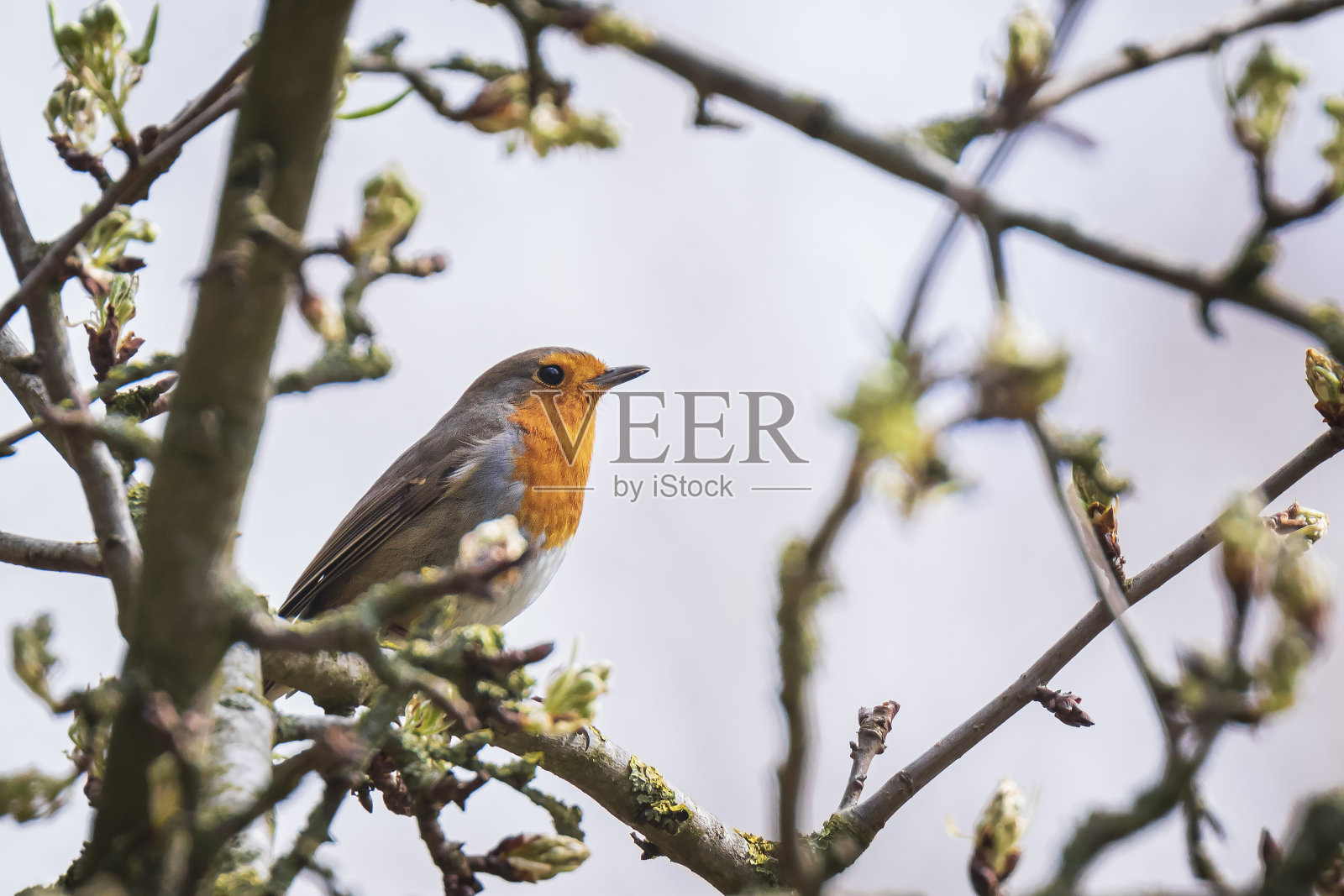 欧洲知更鸟唱着歌照片摄影图片