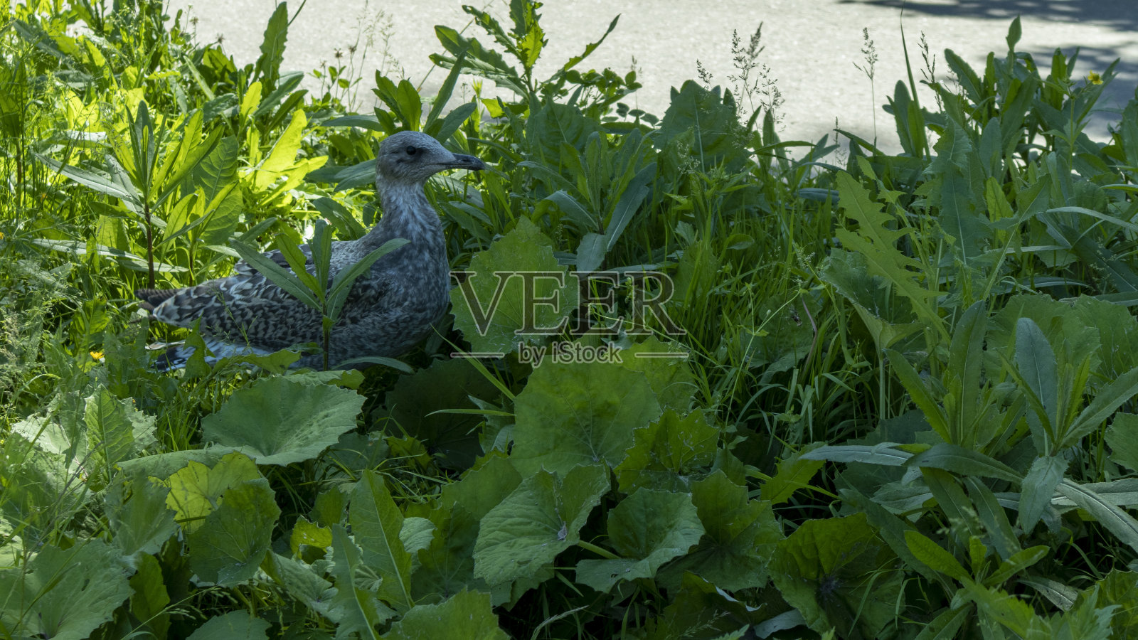 一只灰色的海鸥坐在草地上照片摄影图片