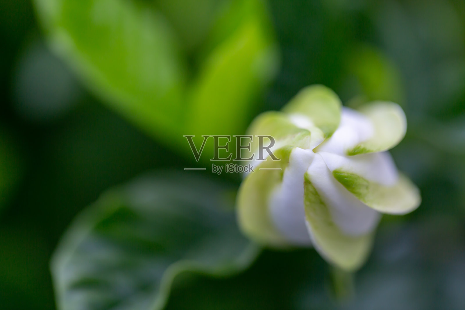 常见的栀子花照片摄影图片