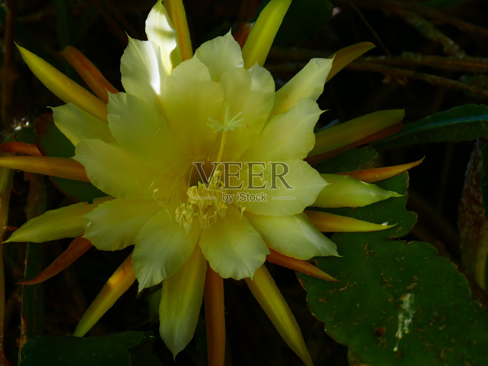 意大利利古里亚汉伯里植物园肉质植物之花照片摄影图片