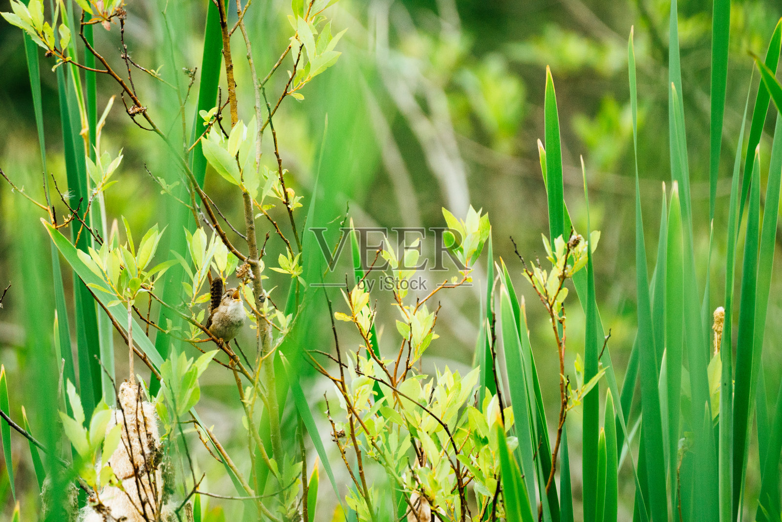 透过芦苇看,一只鸣禽在歌唱照片摄影图片