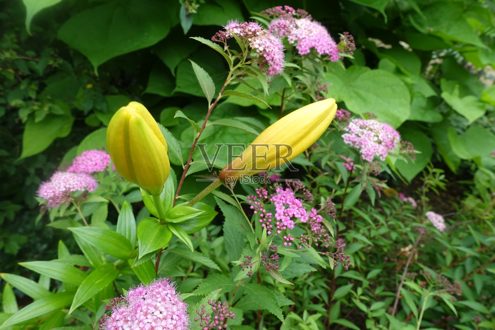 夏天的绣线菊和百合花在花园的蓓蕾里照片摄影图片