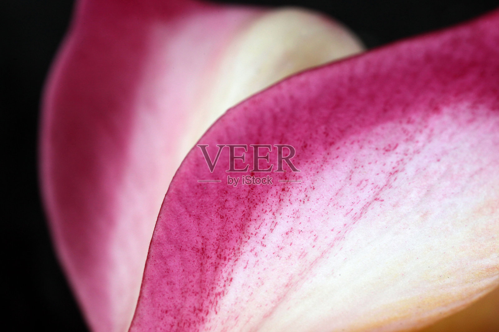 粉色和黄色鸡蛋花照片摄影图片