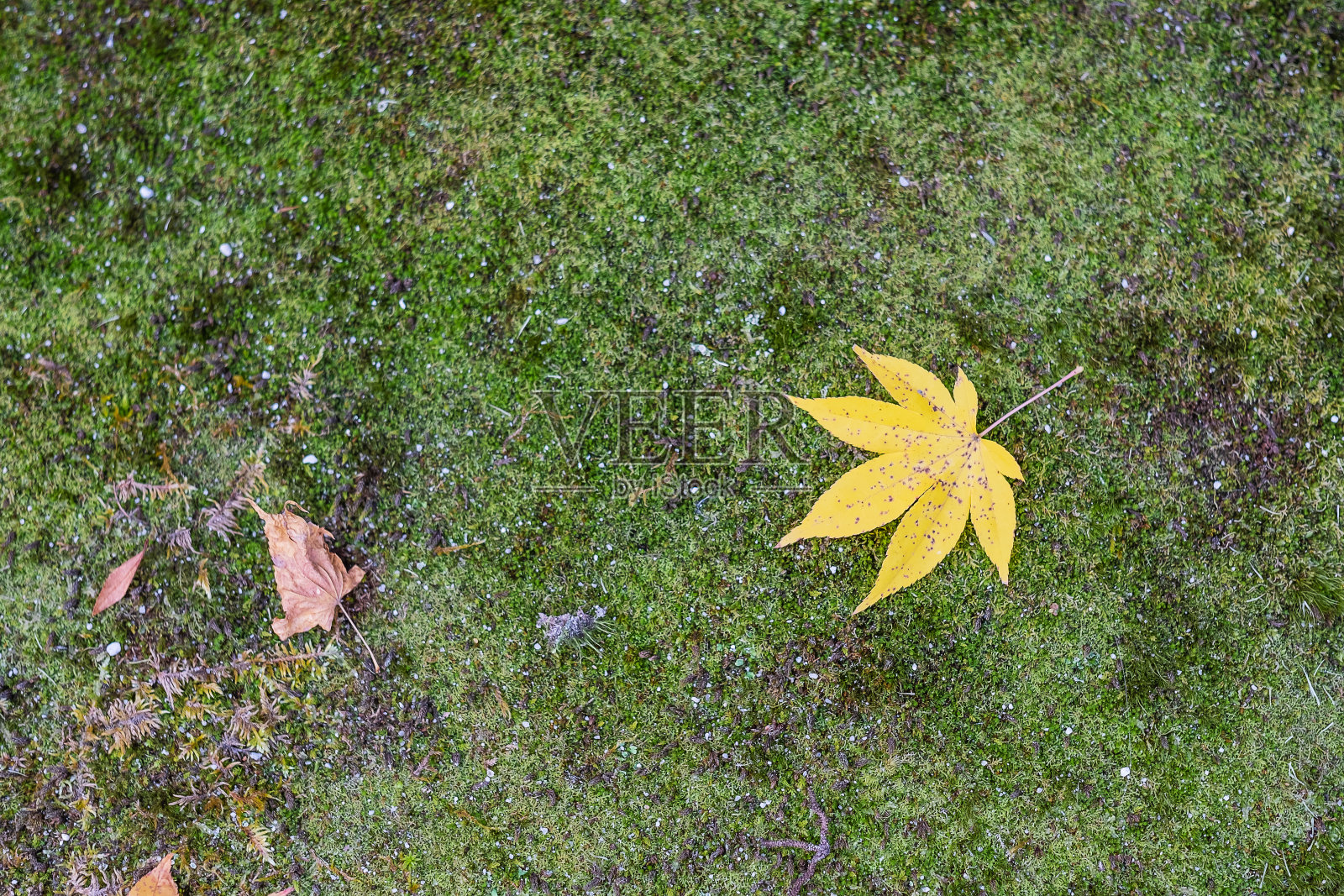 黄色的枫叶在绿色的地面上,落下的秋叶在花园以复制空间为文本,自然的背景为季节变化和充满活力的彩色树叶概念照片摄影图片