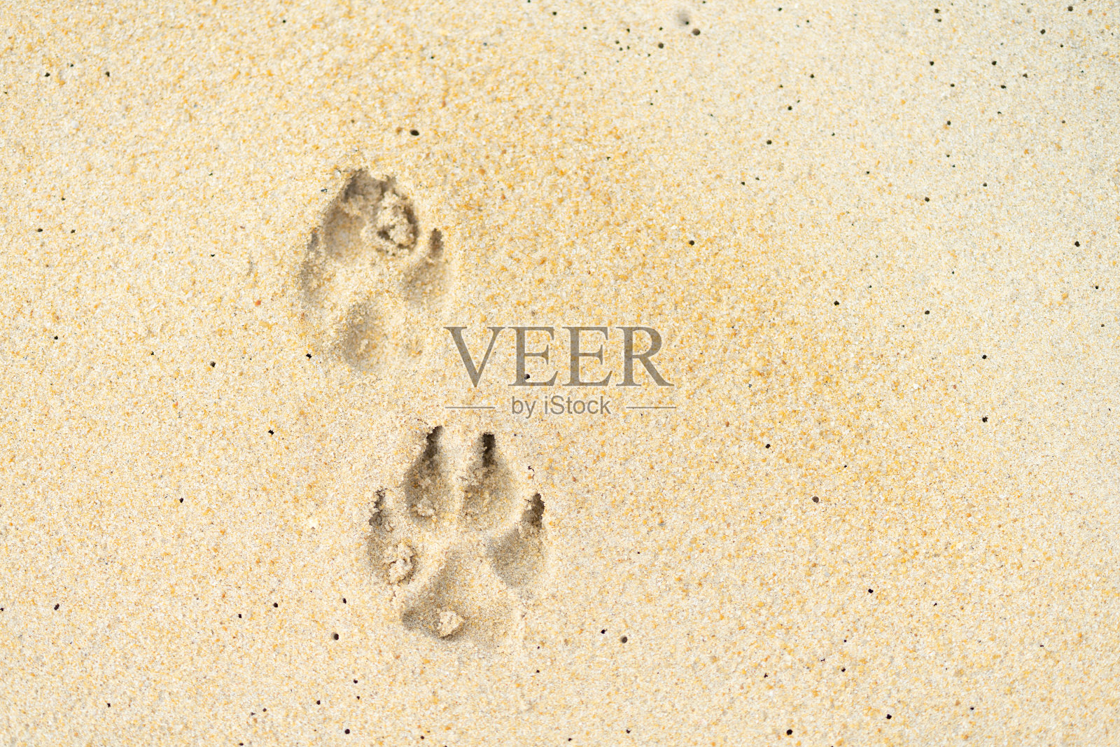 沙滩上的狗脚印照片摄影图片