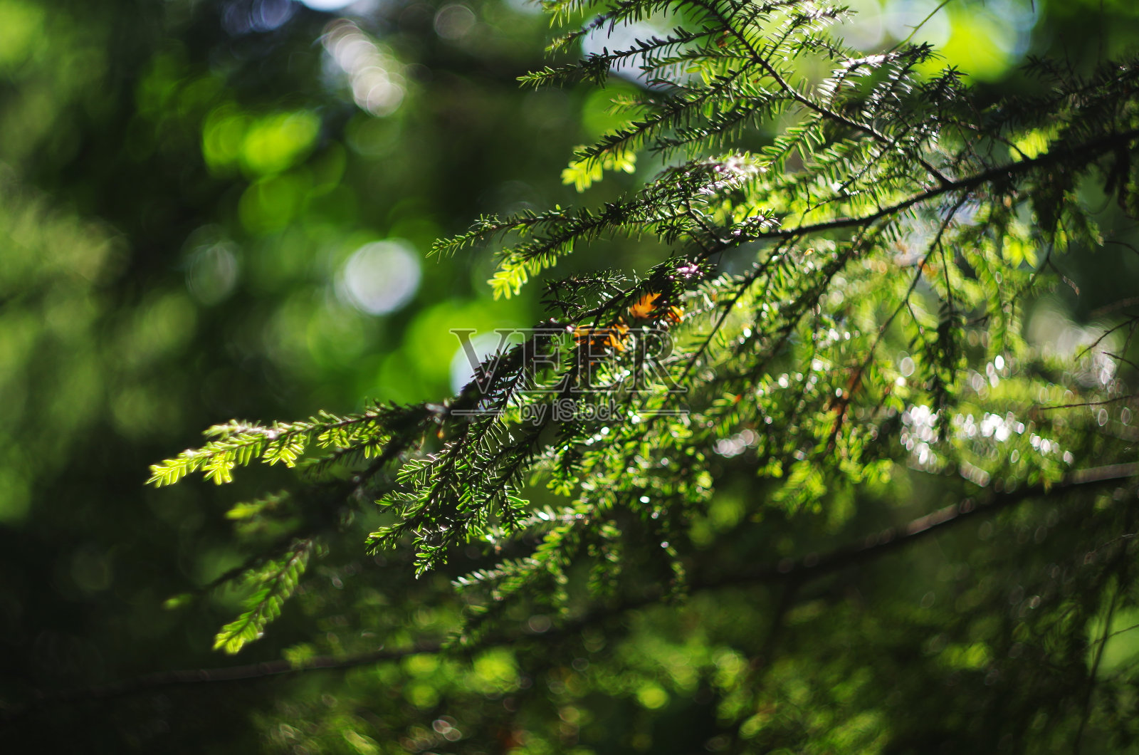 花园里挂着云杉的树枝照片摄影图片