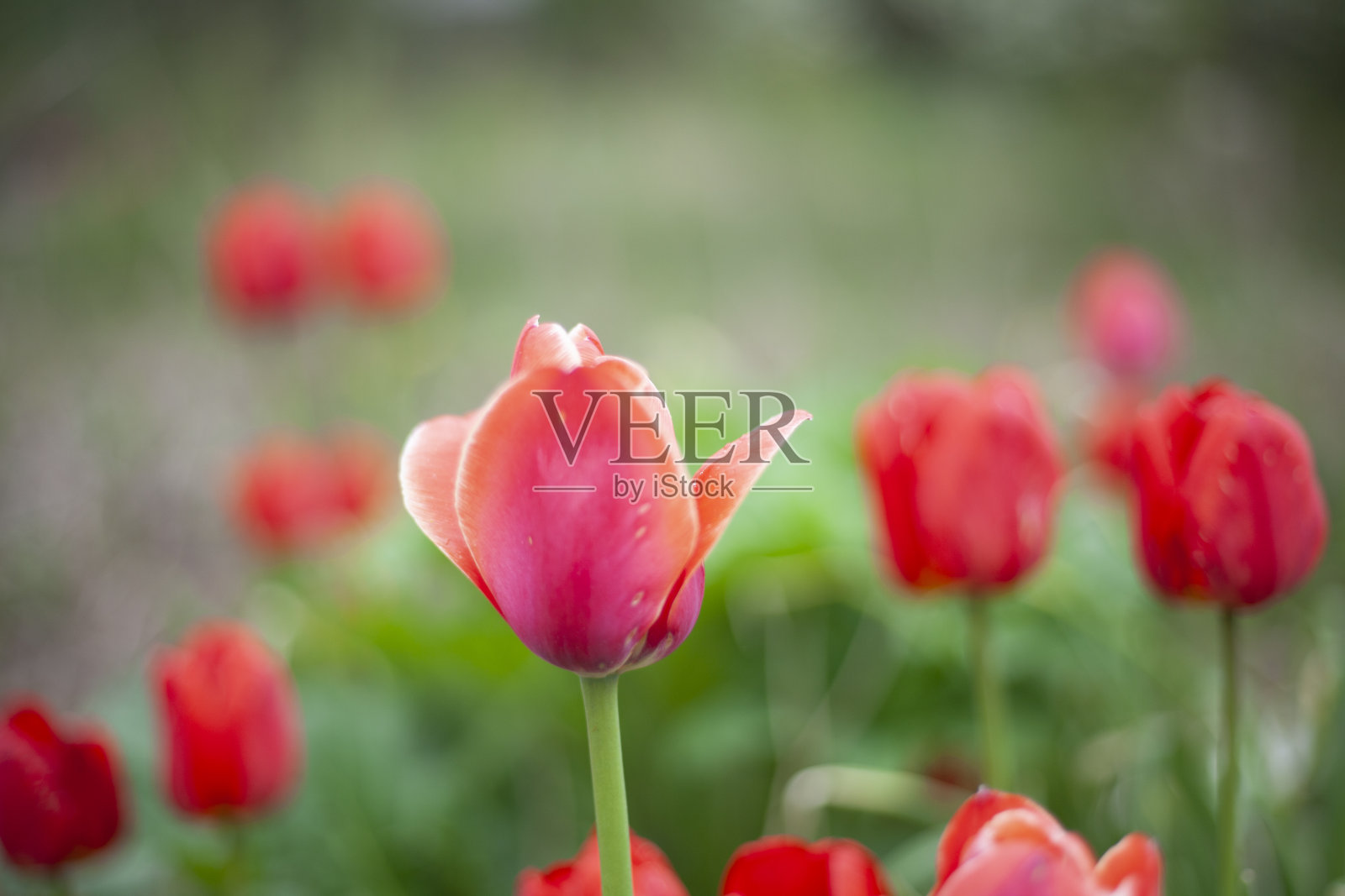 花园里的郁金香。红色的花。照片摄影图片