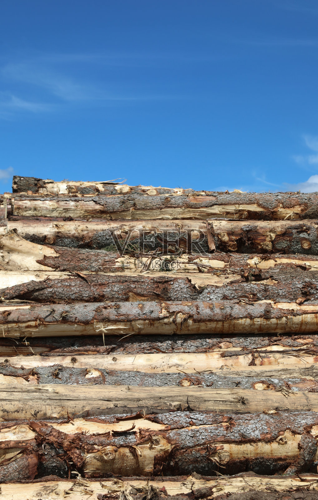 伐木工砍下的树干的树皮和蓝天的背景照片摄影图片