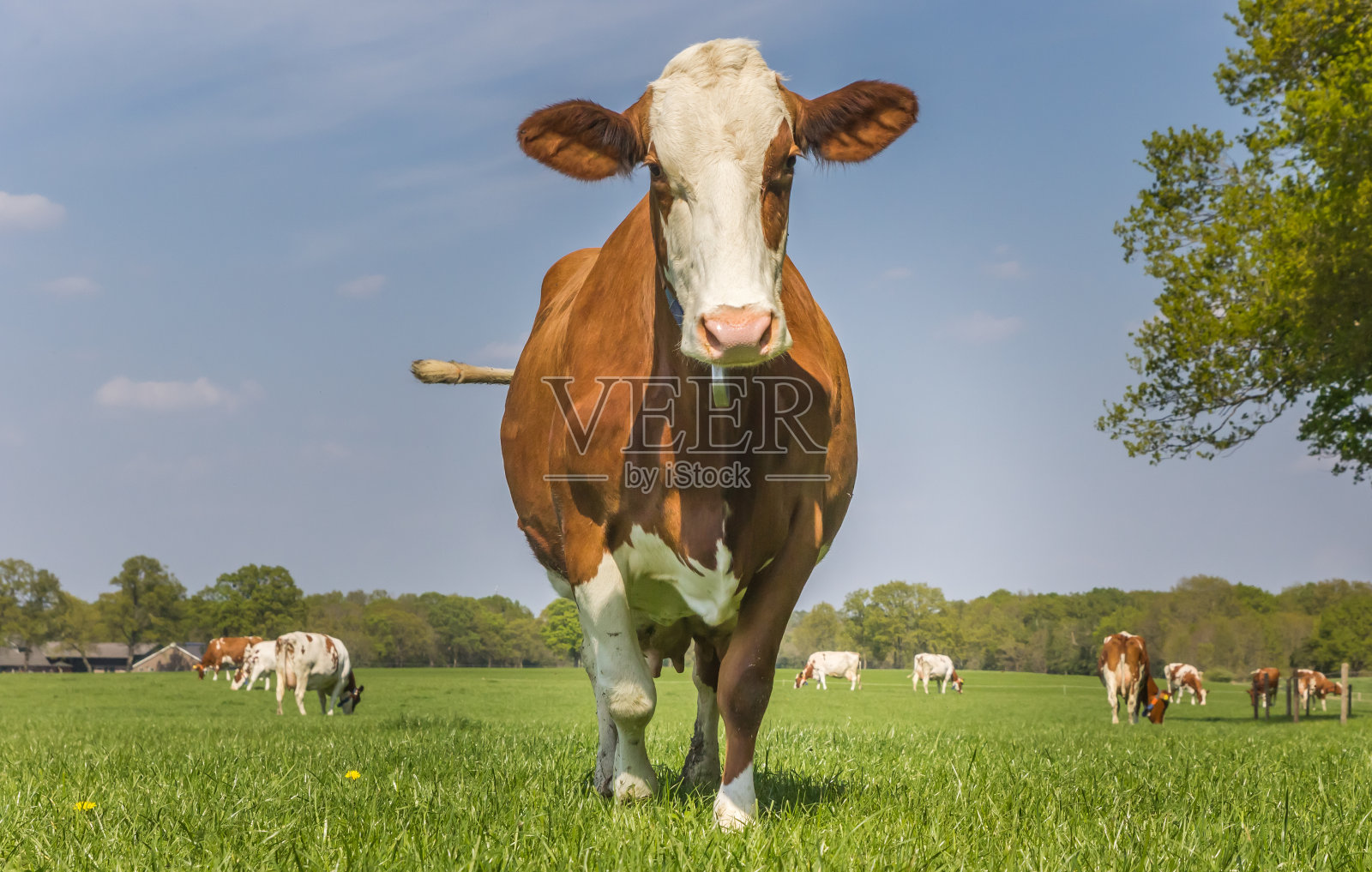 棕色和白色的荷斯坦奶牛站在草地上照片摄影图片