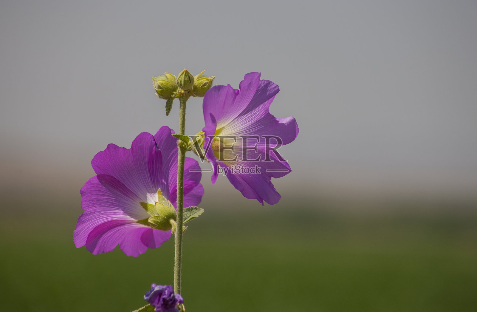 粉色棉花糖花(蜀葵)照片摄影图片