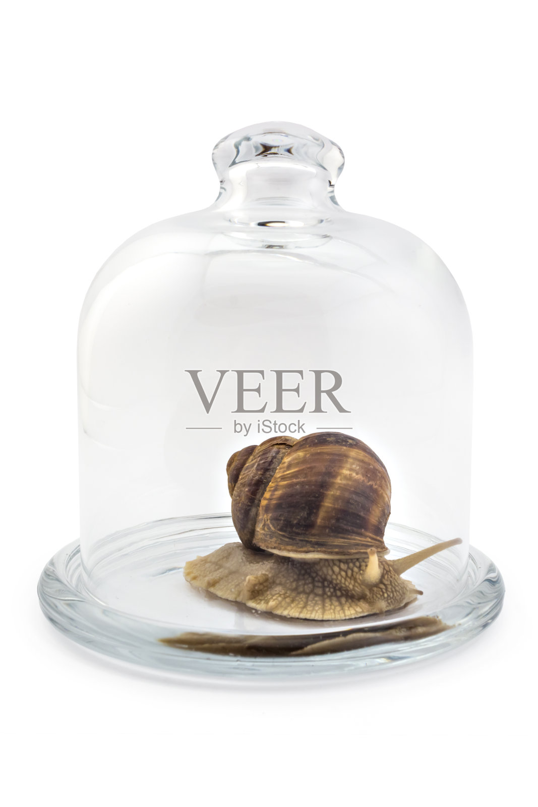 花园蜗牛照片摄影图片