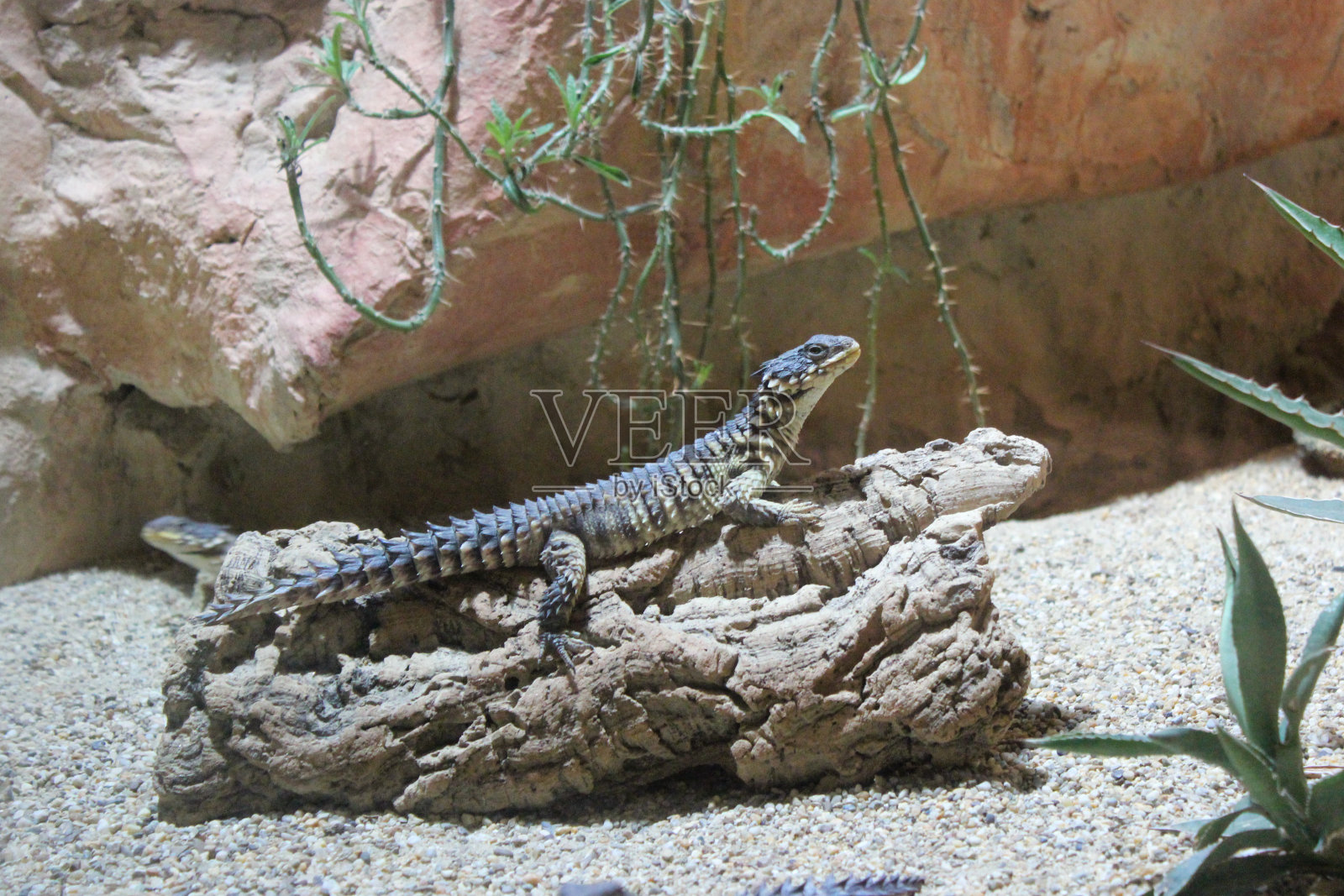 俄罗斯和哈萨克斯坦的阿加马草原,长角Trapelus sanguinolentus自然沙漠栖息地。照片摄影图片