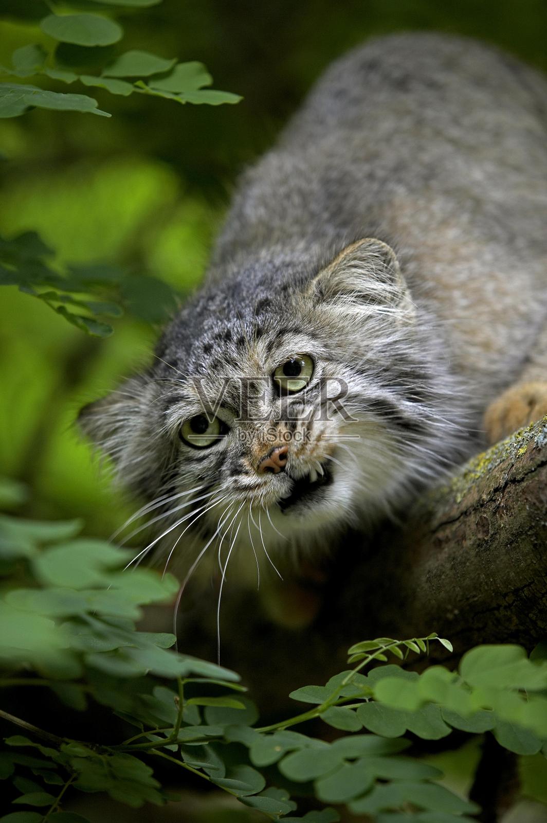 马努尔或帕拉斯的猫, 奥托科洛布斯马努尔, 成人咆哮照片摄影图片