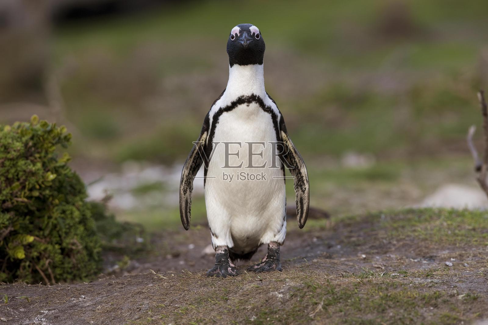 蠢蛋企鹅或非洲企鹅,蝶面企鹅,成年,南非贝蒂湾照片摄影图片